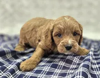 Tundra, a male Cavapoo for sale in Galena, MO – Photo 5 of 10