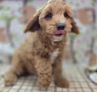 Tundra, a male Cavapoo for sale in Galena, MO – Photo 3 of 6