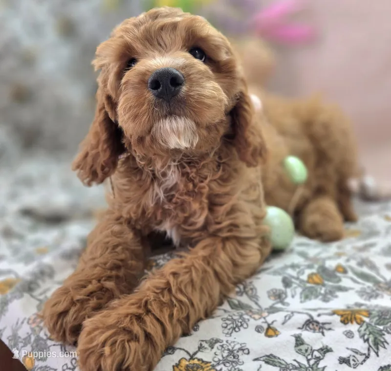 Tundra – Cavapoo puppy for sale in Galena, MO