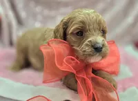 Tundra, a male Cavapoo for sale in Galena, MO – Photo 8 of 10