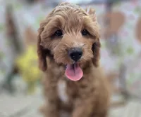 Tundra, a male Cavapoo for sale in Galena, MO – Photo 2 of 6