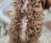 Tundra, a male Cavapoo for sale in Galena, MO – Photo 6 of 6