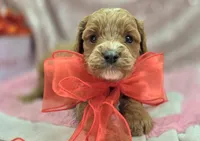 Tundra, a male Cavapoo for sale in Galena, MO – Photo 6 of 10