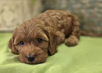 Poppy, a female Cockapoo for sale in Galena, MO – 7 of 8