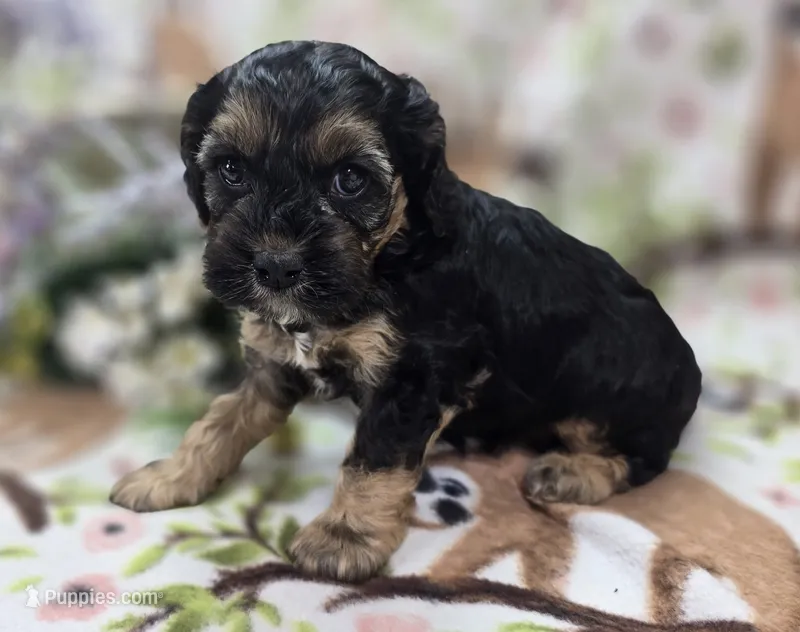 Batty – Cockapoo puppy for sale in Galena, MO