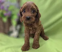 Prada, a female Cockapoo for sale in Galena, MO – 5 of 8