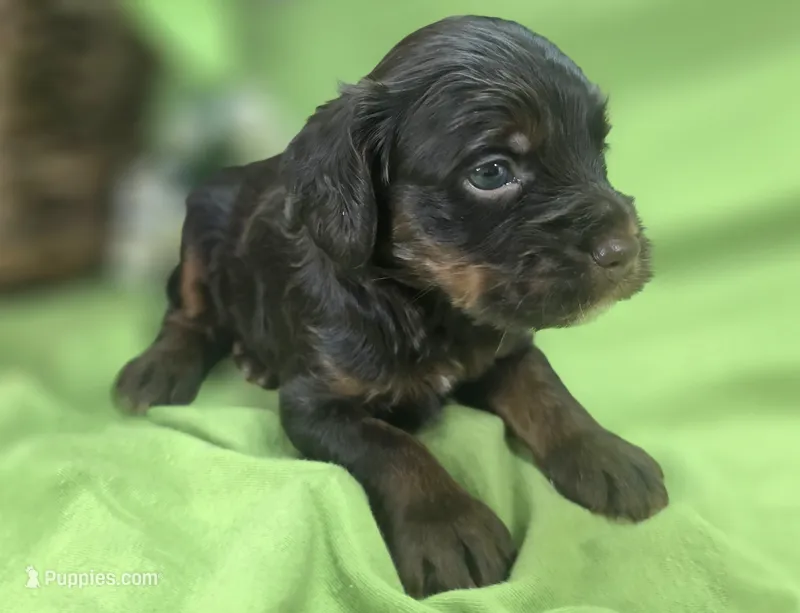 Meeko – Cockapoo puppy for sale in Galena, MO