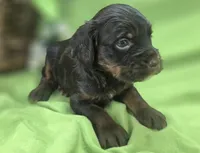 Meeko, a male Cockapoo for sale in Galena, MO – 10 of 10