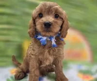 Grub, a male Cavapoo for sale in Galena, MO – 2 of 8