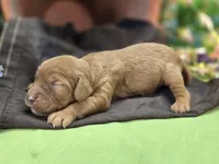 Sprout, a male Cockapoo for sale in Galena, MO – 6 of 6