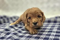 Quartz, a female Cavapoo for sale in Galena, MO – Photo 4 of 10