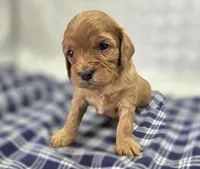 Quartz, a female Cavapoo for sale in Galena, MO – Photo 1 of 10