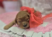 Quartz, a female Cavapoo for sale in Galena, MO – Photo 7 of 10