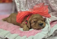 Quartz, a female Cavapoo for sale in Galena, MO – Photo 8 of 10