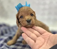 Quartz, a female Cavapoo for sale in Galena, MO – Photo 2 of 10