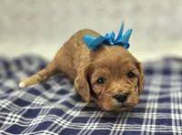 Quartz, a female Cavapoo for sale in Galena, MO – Photo 3 of 10