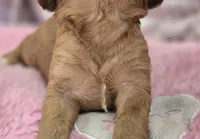 Quartz, a female Cavapoo for sale in Galena, MO – Photo 10 of 10