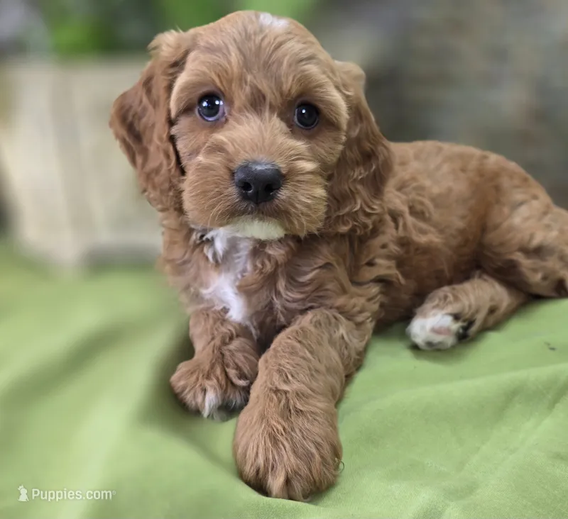 Bud – Cockapoo puppy for sale in Galena, MO