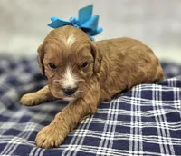 Jasper, a female Cavapoo for sale in Galena, MO – Photo 5 of 10