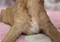 Jasper, a female Cavapoo for sale in Galena, MO – Photo 9 of 10