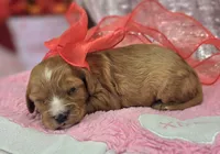 Jasper, a female Cavapoo for sale in Galena, MO – Photo 10 of 10