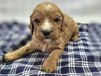 Jasper, a female Cavapoo for sale in Galena, MO – Photo 2 of 10