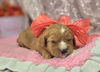 Jasper, a female Cavapoo for sale in Galena, MO – Photo 8 of 10