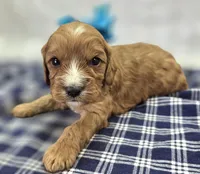 Jasper, a female Cavapoo for sale in Galena, MO – Photo 4 of 10