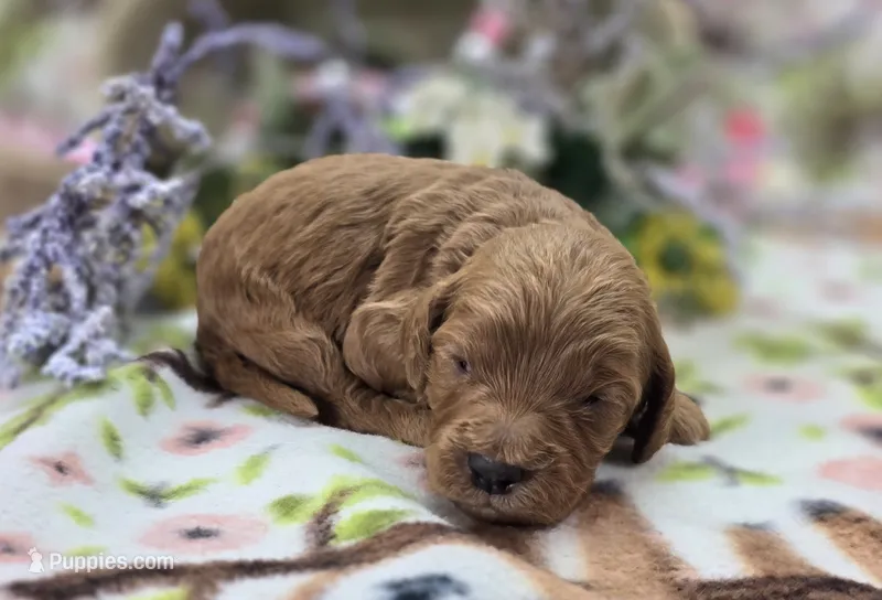 Cashmere – Cockapoo puppy for sale in Galena, MO