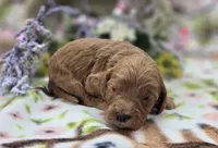Cashmere, a male Cockapoo for sale in Galena, MO – 1 of 5
