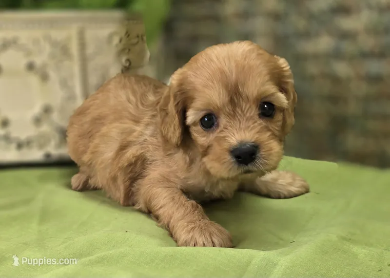 Beau – Cavapoo puppy for sale in Galena, MO