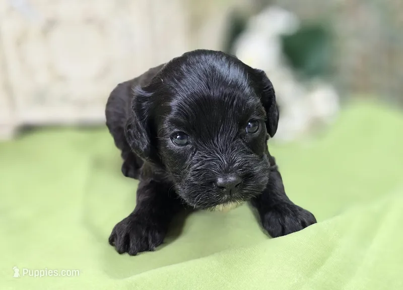 Twink – Cavapoo puppy for sale in Galena, MO