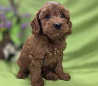 Milan, a male Cockapoo for sale in Galena, MO – 6 of 8