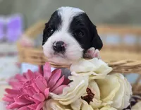 Laramie, a male Cavapoo for sale in Galena, MO – 1 of 6