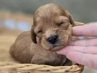Beau, a male Cavapoo for sale in Galena, MO – 5 of 7