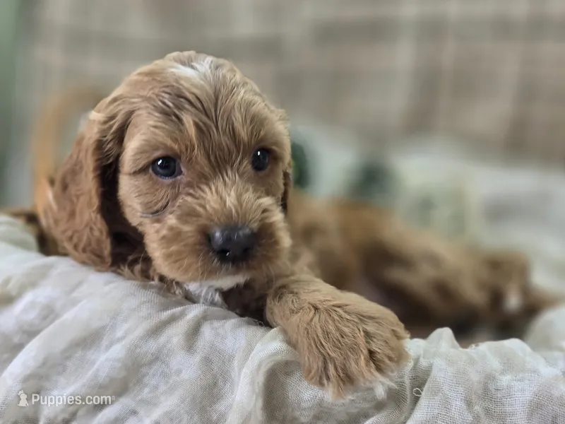 Bud – Cockapoo puppy for sale in Galena, MO