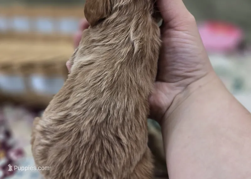 Miles – Cavapoo puppy for sale in Galena, MO