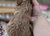 Miles, a male Cavapoo for sale in Galena, MO – 1 of 6