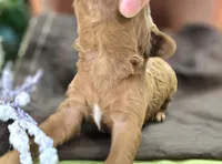 Daffodil, a female Cockapoo for sale in Galena, MO – 3 of 6