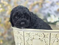 Nova, a female Cockapoo for sale in Galena, MO – Photo 6 of 6