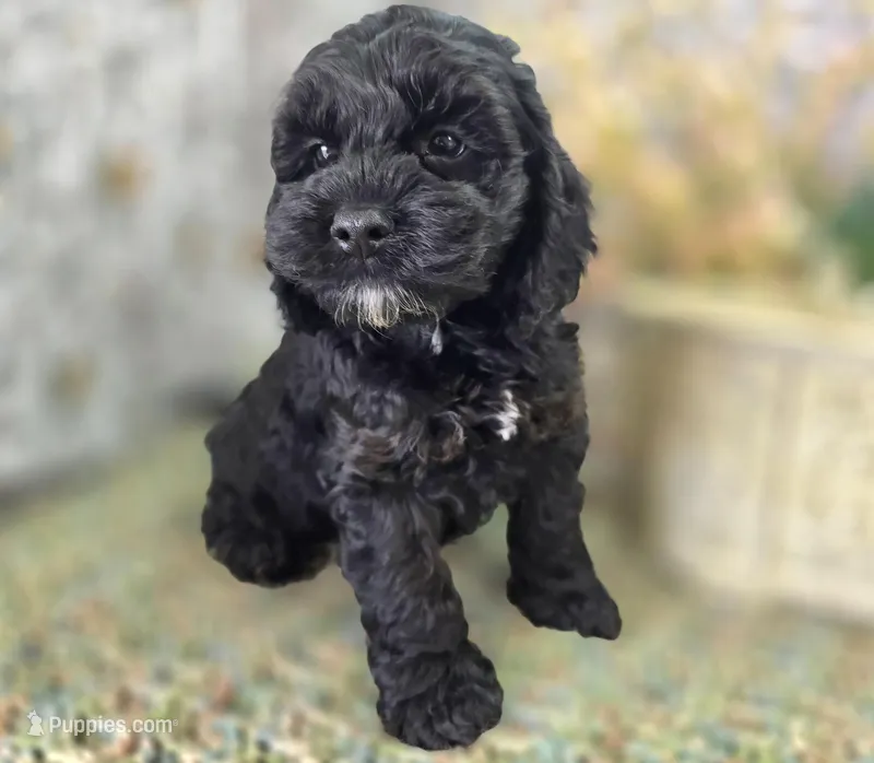 Nova – Cockapoo puppy for sale in Galena, MO