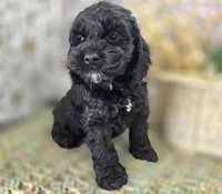 Nova, a female Cockapoo for sale in Galena, MO – Photo 2 of 6