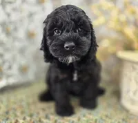 Nova, a female Cockapoo for sale in Galena, MO – Photo 4 of 6