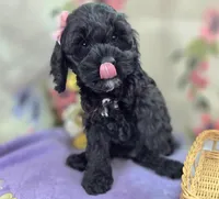 Nova, a female Cockapoo for sale in Galena, MO – Photo 1 of 6