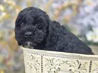 Nova, a female Cockapoo for sale in Galena, MO – Photo 5 of 6