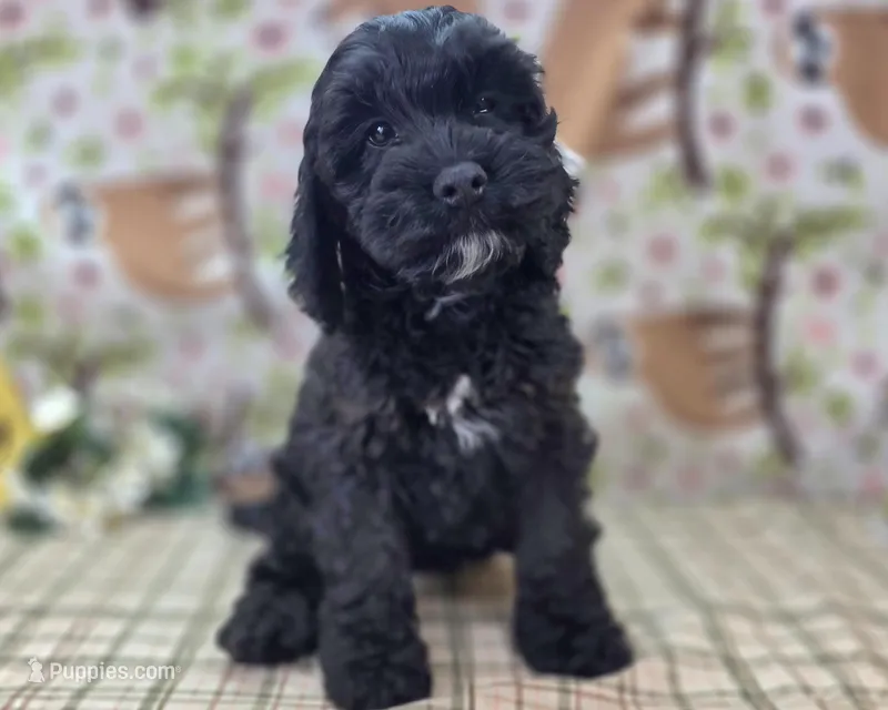 Nova – Cockapoo puppy for sale in Galena, MO
