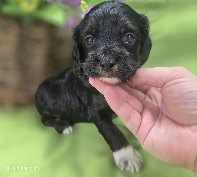 Mushu – Cockapoo puppy for sale in Galena, MO