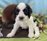 Cottontail, a male Cockapoo for sale in Galena, MO – 4 of 5