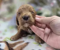 Cashmere, a male Cockapoo for sale in Galena, MO – 3 of 5