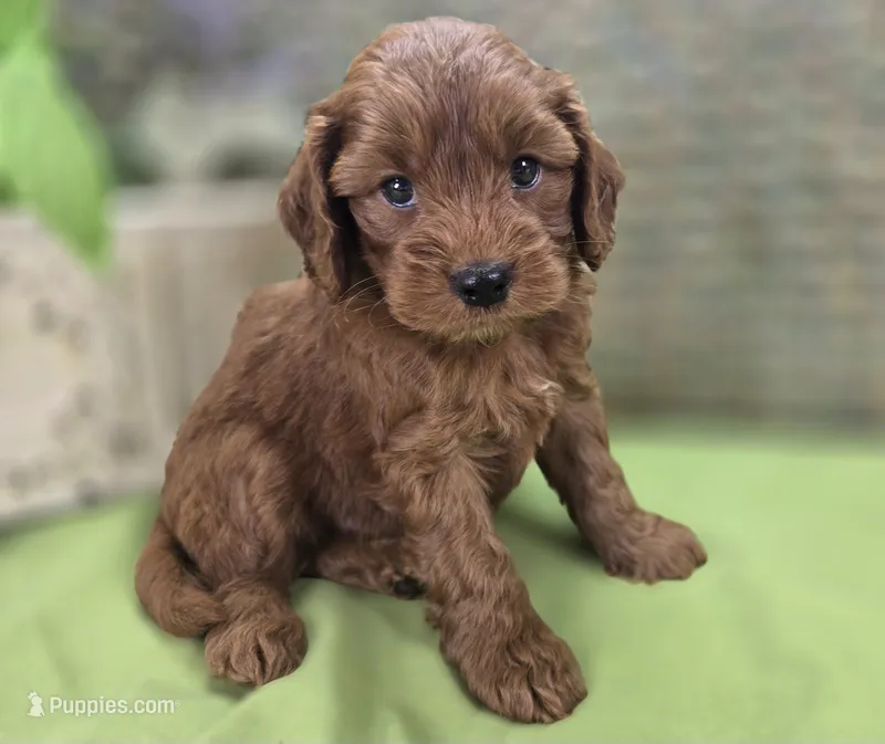Milan – Cockapoo puppy for sale in Galena, MO